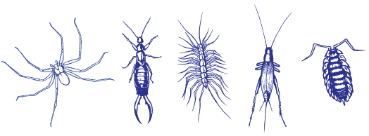 Drawing of indoor pests